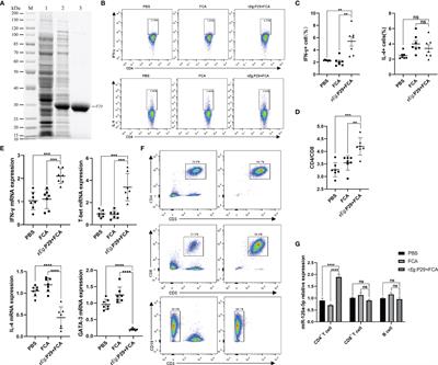 The Recombinant Eg.P29-Mediated miR-126a-5p Promotes the Differentiation of Mouse Naive CD4+ T Cells via DLK1-Mediated Notch1 Signal Pathway